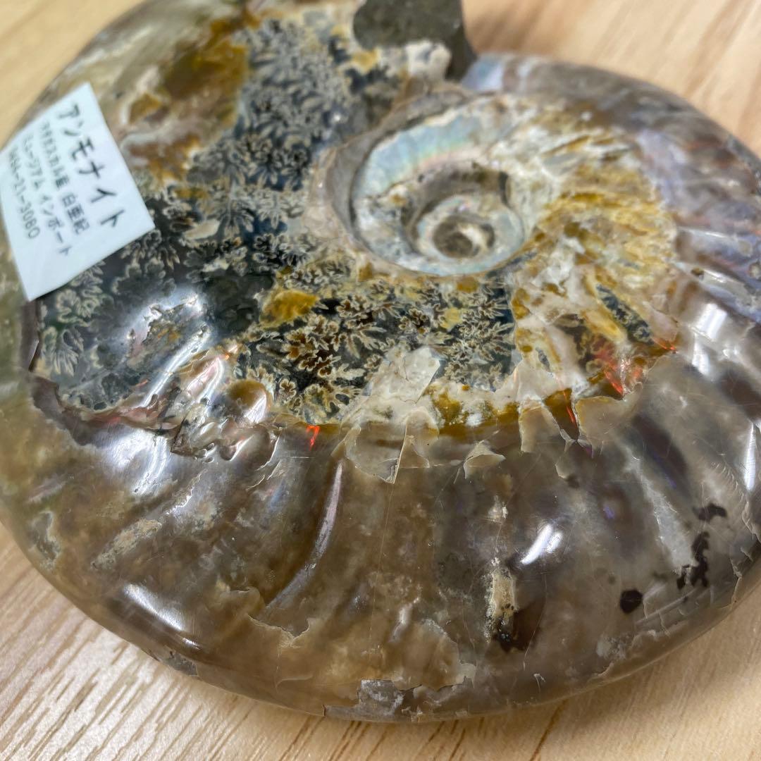 マダガスカル産アンモナイト