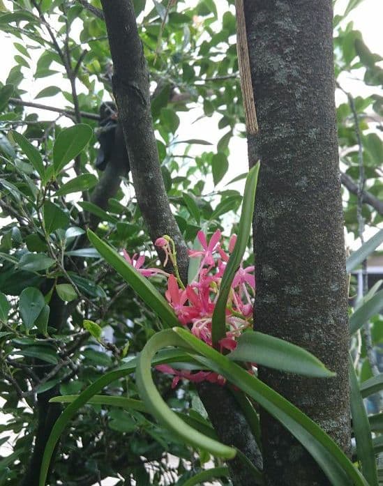 【三田青磁】陽刻葡萄紋六角鉢