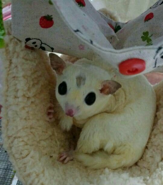 モモンガハウス (パンダカフェ柄 クリーム)  ボアベージュ  2000円