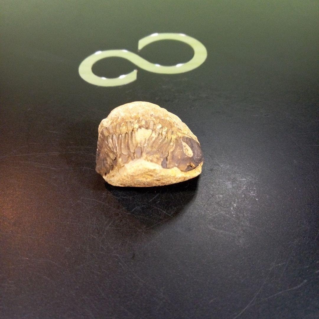 三葉虫　化石　fossil　ボリビア産　トライロバイト　三葉虫個体①