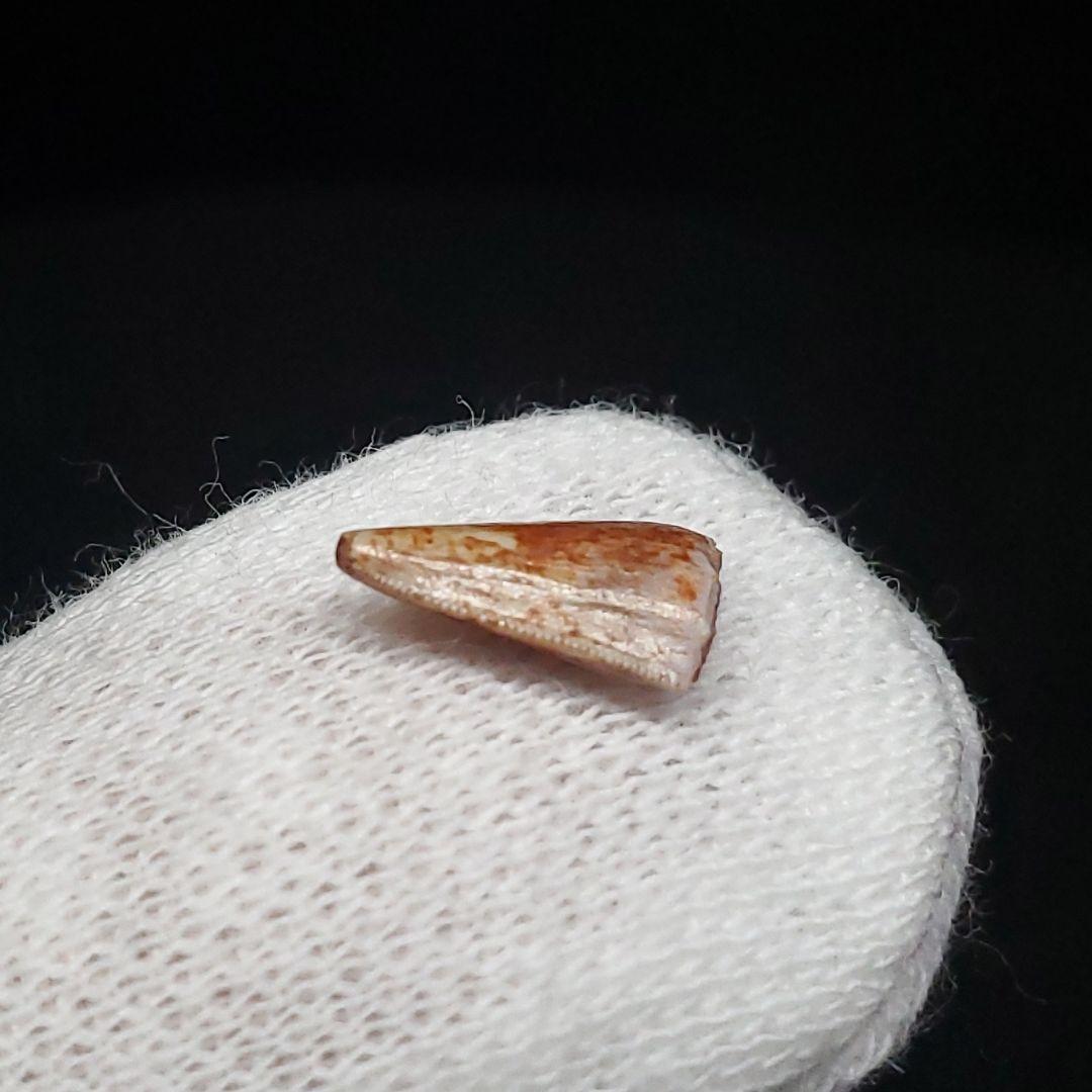 希少 ポストスクス 爬虫類 歯 化石 ニューメキシコ産 18.91mm fr64