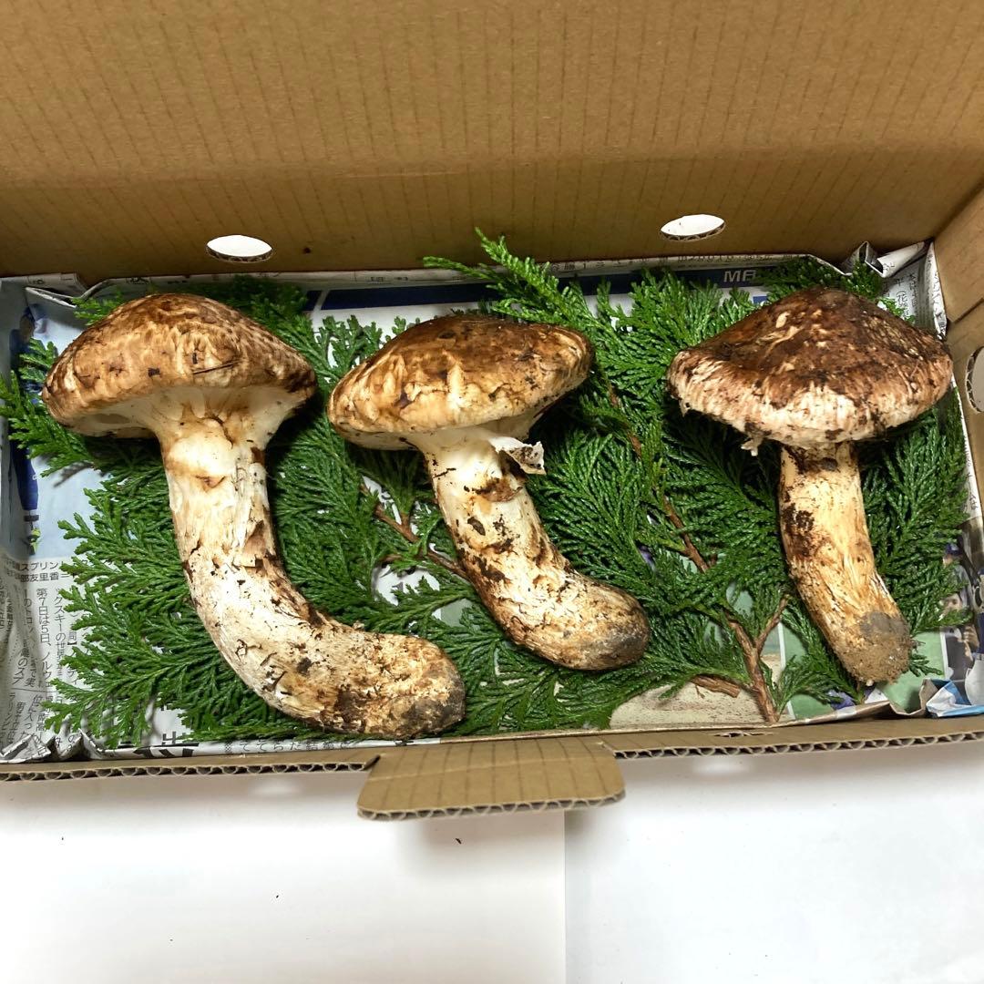 岩手県産　松茸　250g