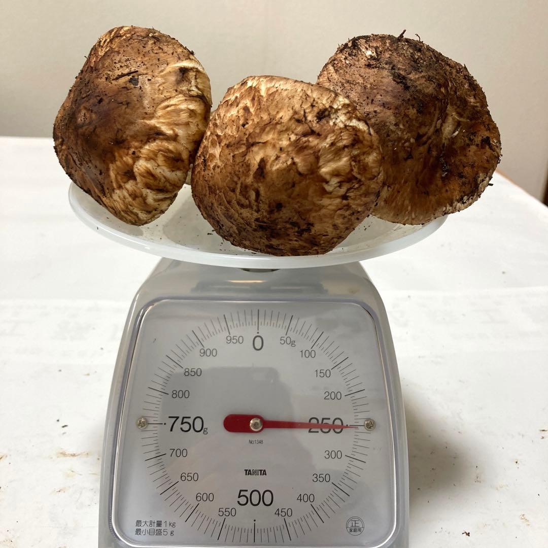 岩手県産　松茸　250g