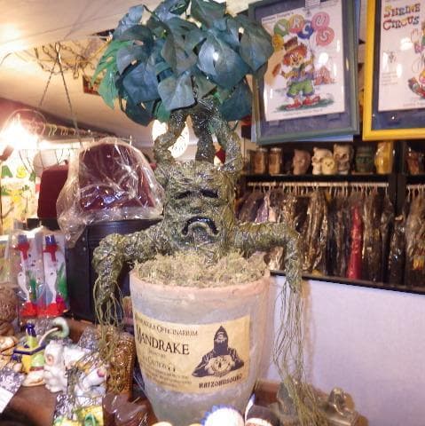 カイゾクソウコ★マンドレイク★28号★人形★フィギュア★マンドラゴラ★ハロウィン