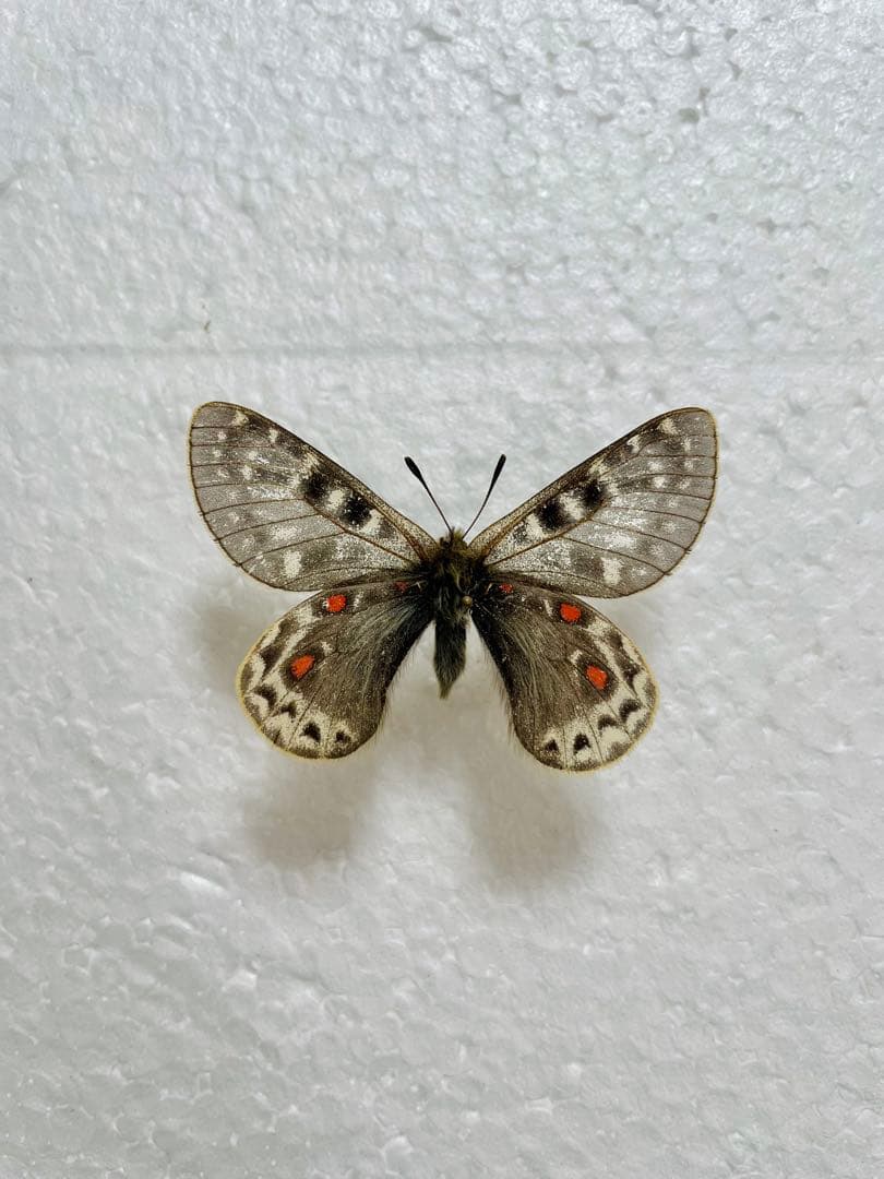 パルナシウス・アッコ・ゴエルグネリ（チベット産、オス）