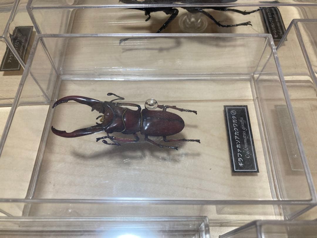 ディアゴスティーニ世界の昆虫全64種コンプリート　クワガタカブトムシ　フィギュア