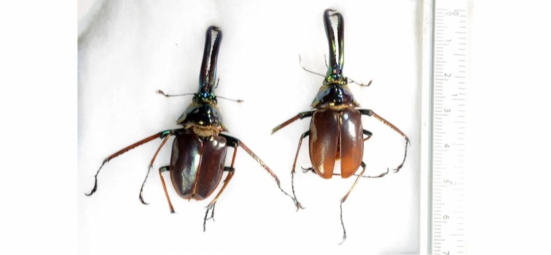 【希少】ホロメタリクス チリクワガタ 標本 コガシラクワガタ　セット