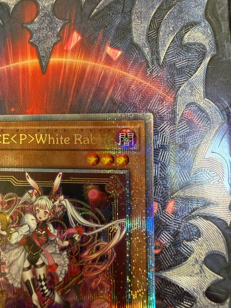 MVLICE<P>ホワイトラビット