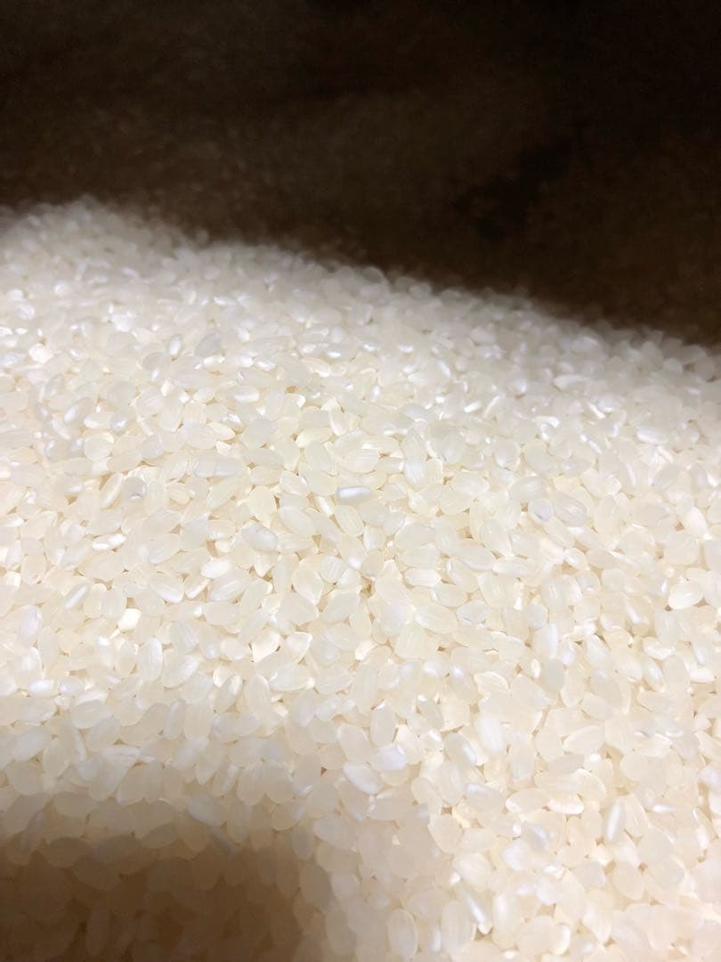 コシヒカリ10キロ　精米済み白米　2025年収穫分　三重県産　農家直送
