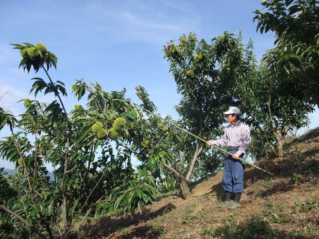 幻の栗⭐︎中山栗2L~4L混合5kgクール便（匿名不可）農家直送2025-021