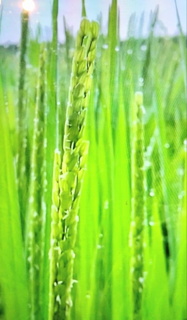 R7年 自然栽培米 朝日米20kg玄米