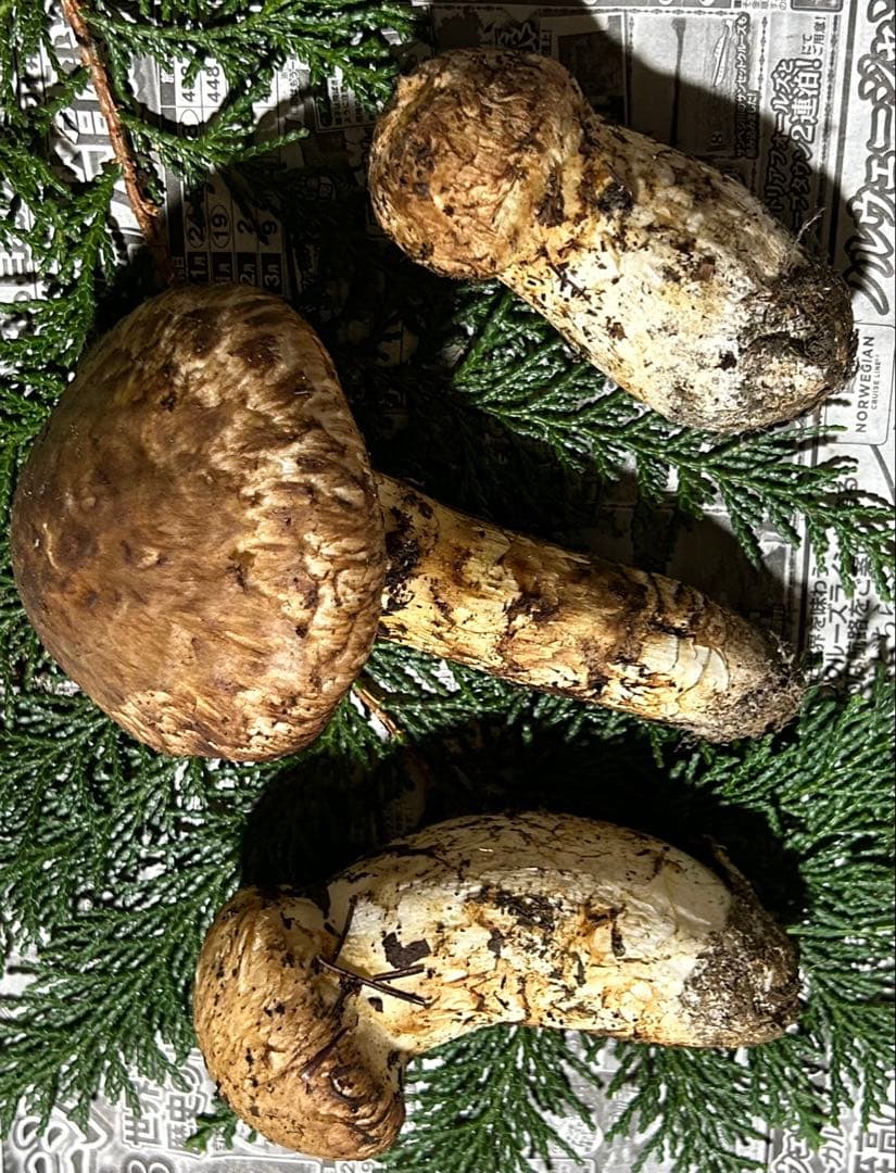 ☆信州産松茸☆今現在約220グラム☆まつたけ☆クール便送料着払い☆国産松茸☆K☆