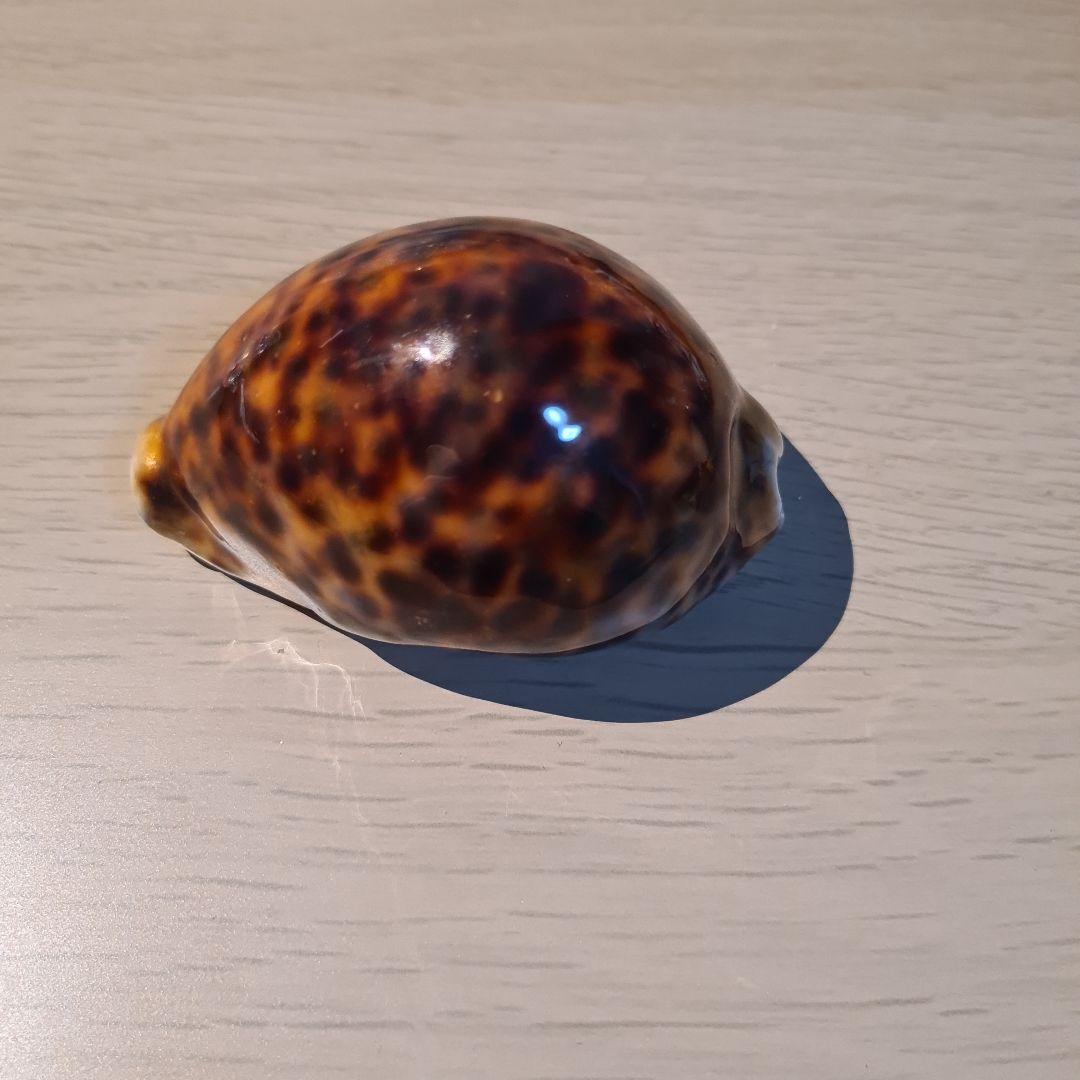 タカラガイ 貝殻 \"Tigris Rusty” タイガーパータン