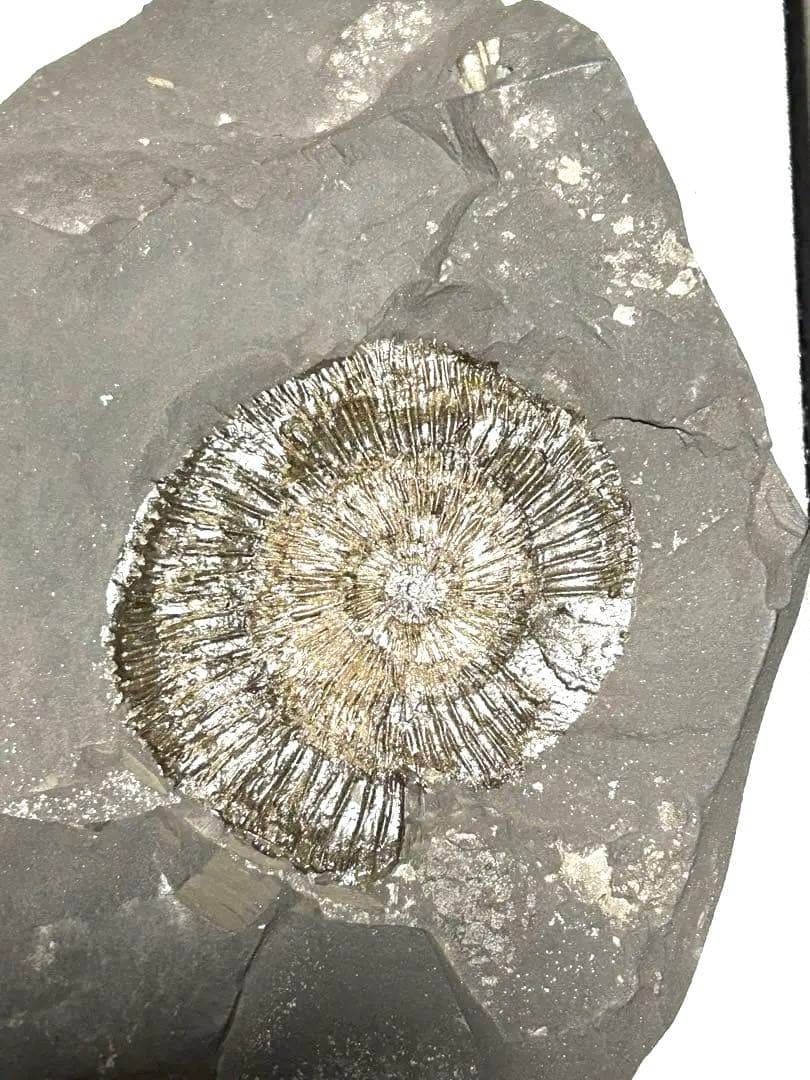 新品1億8000万年前アンモナイト化石2点　ドイツホルツマーデンハウフ化石博物館