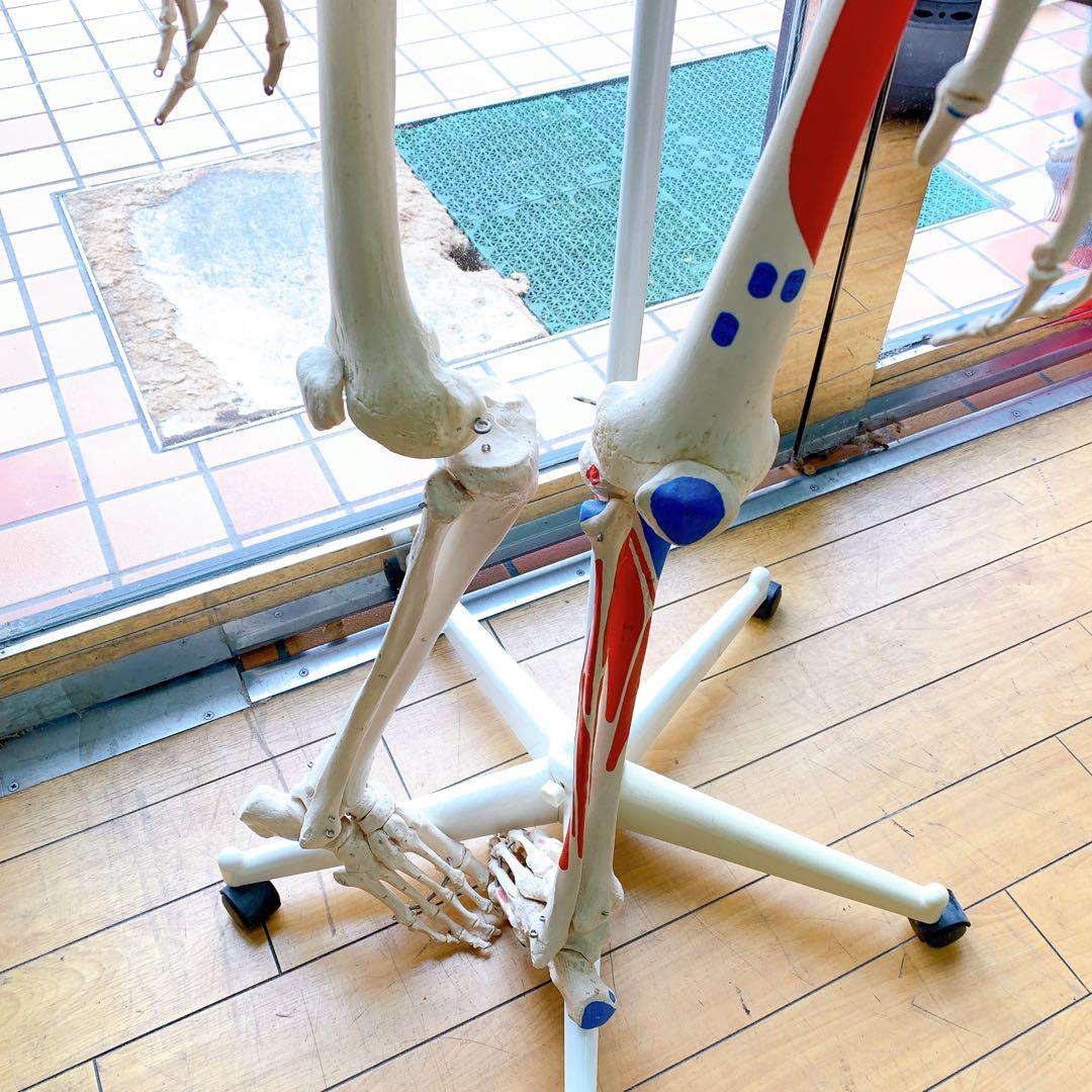 1AAM010 人体骨格模型 人体模型 3B 等身大 色分け 定価7万超