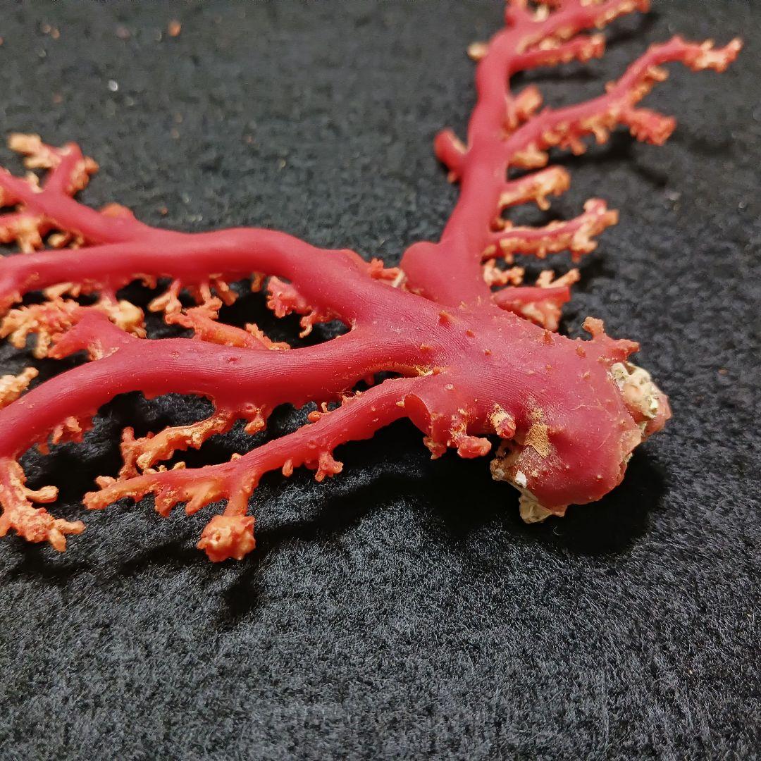 Y2678-2 国産赤珊瑚原木 血赤珊瑚 総重量49.8g 太軸