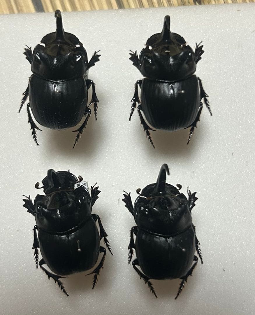 専用　標本　ダイコクコガネ　4頭