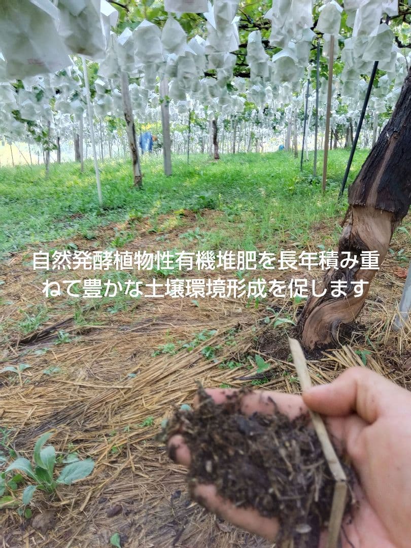 Honey希少わら敷種あり完熟巨峰とシャイン 長野県産４Kg✕２