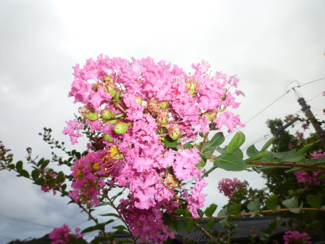 安心の日本みつばち 芳醇 糖度81％ 非加熱 クリーミーはちみつ1,100g