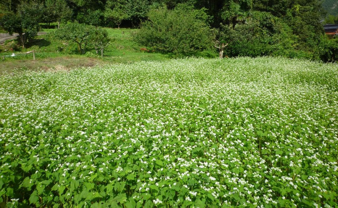 安心の日本みつばち 芳醇 糖度81％ 非加熱 クリーミーはちみつ1,100g