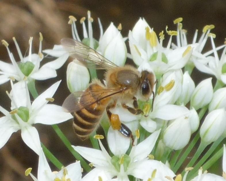 安心の日本みつばち 芳醇 糖度81％ 非加熱 クリーミーはちみつ1,100g