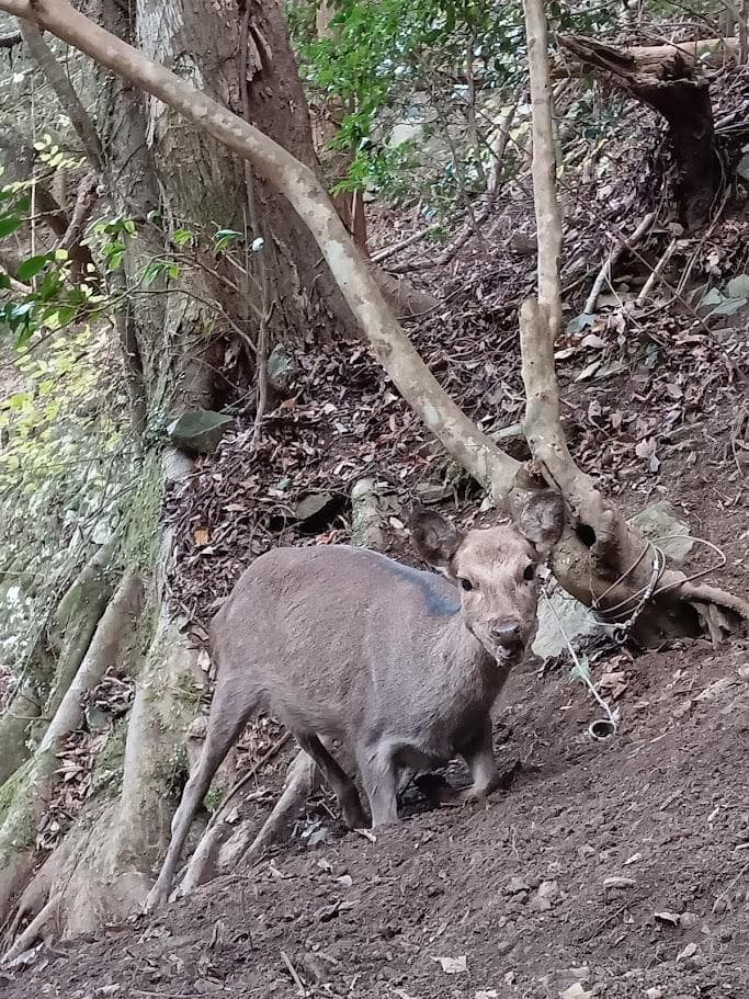 学術標本】種名ニホンジカ　胎児（♂）　エタノール浸漬標本　頭胴長約１３０ｍｍ