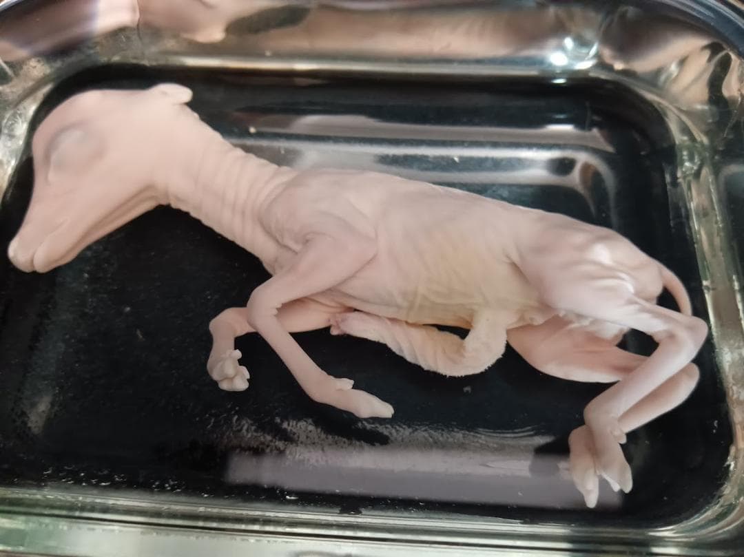 学術標本】種名ニホンジカ　胎児（♂）　エタノール浸漬標本　頭胴長約１３０ｍｍ