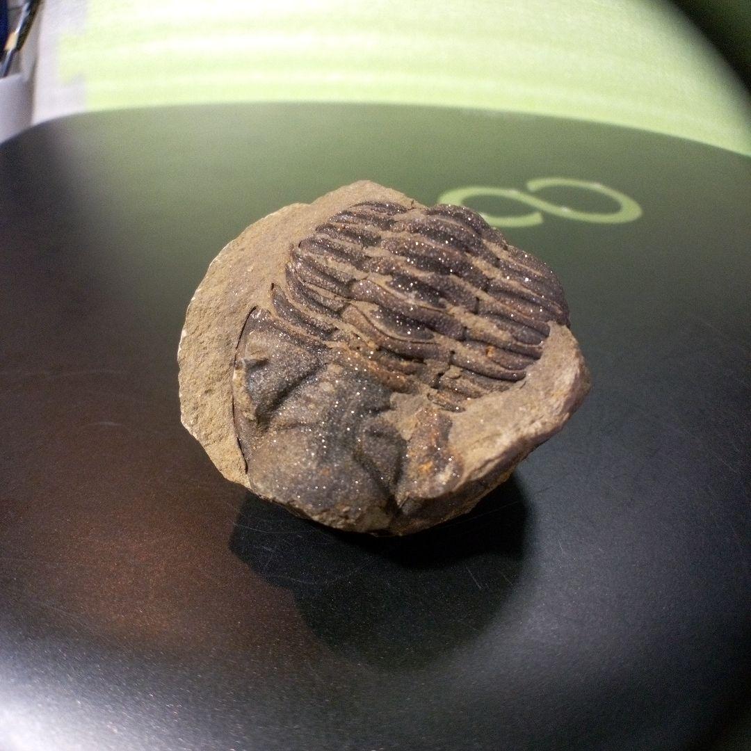 三葉虫　化石　fossil　ボリビア産　レア　Fossil管理⑩