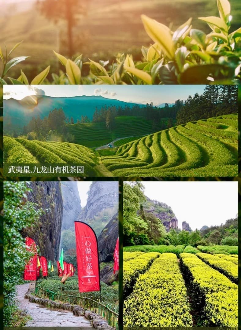 『大紅袍』八三茶人・2025年巳年版（15g×10箱）《武夷星》武夷岩茶