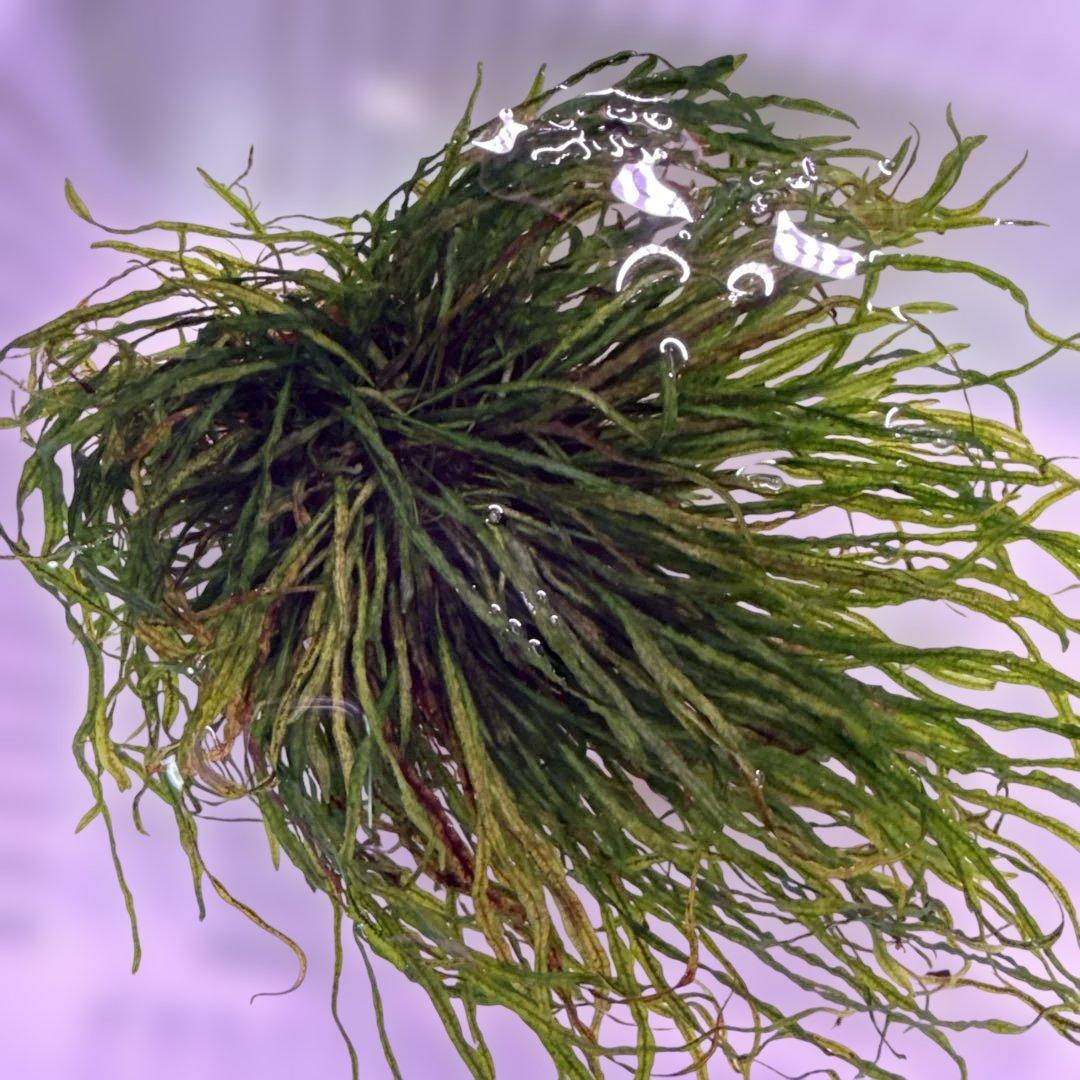 ミクロソリウムsp.本ナロー タイ産　溶岩石付き