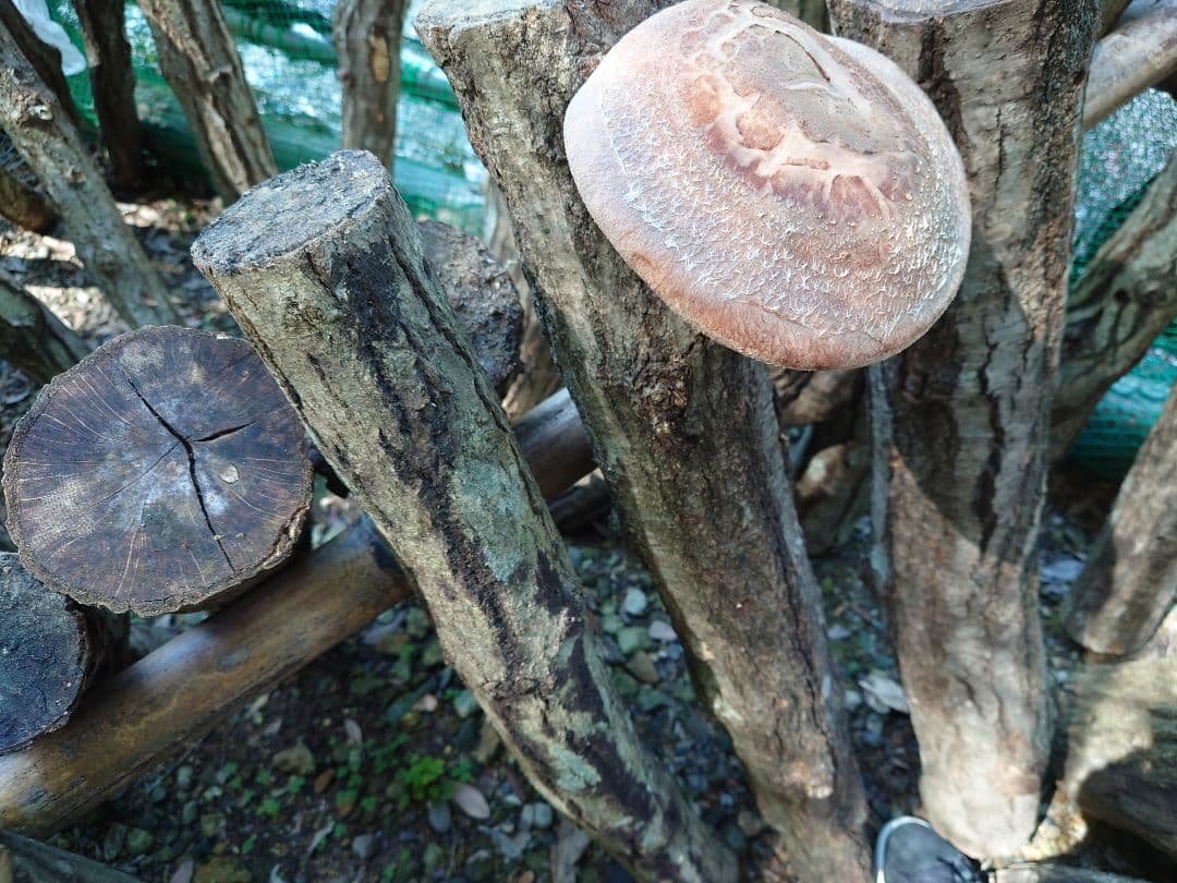 原木栽培　原木椎茸栽培キッド　No.10 大5本