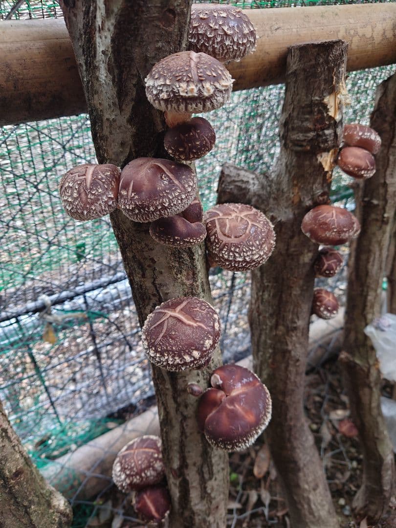 原木栽培　原木椎茸栽培キッド　No.10 大5本