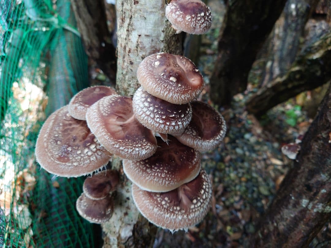 原木栽培　原木椎茸栽培キッド　No.10 大5本