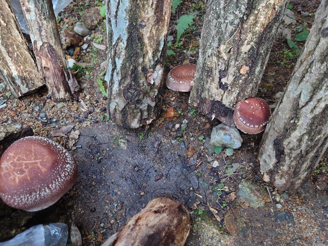 原木栽培　原木椎茸栽培キッド　No.10 大5本