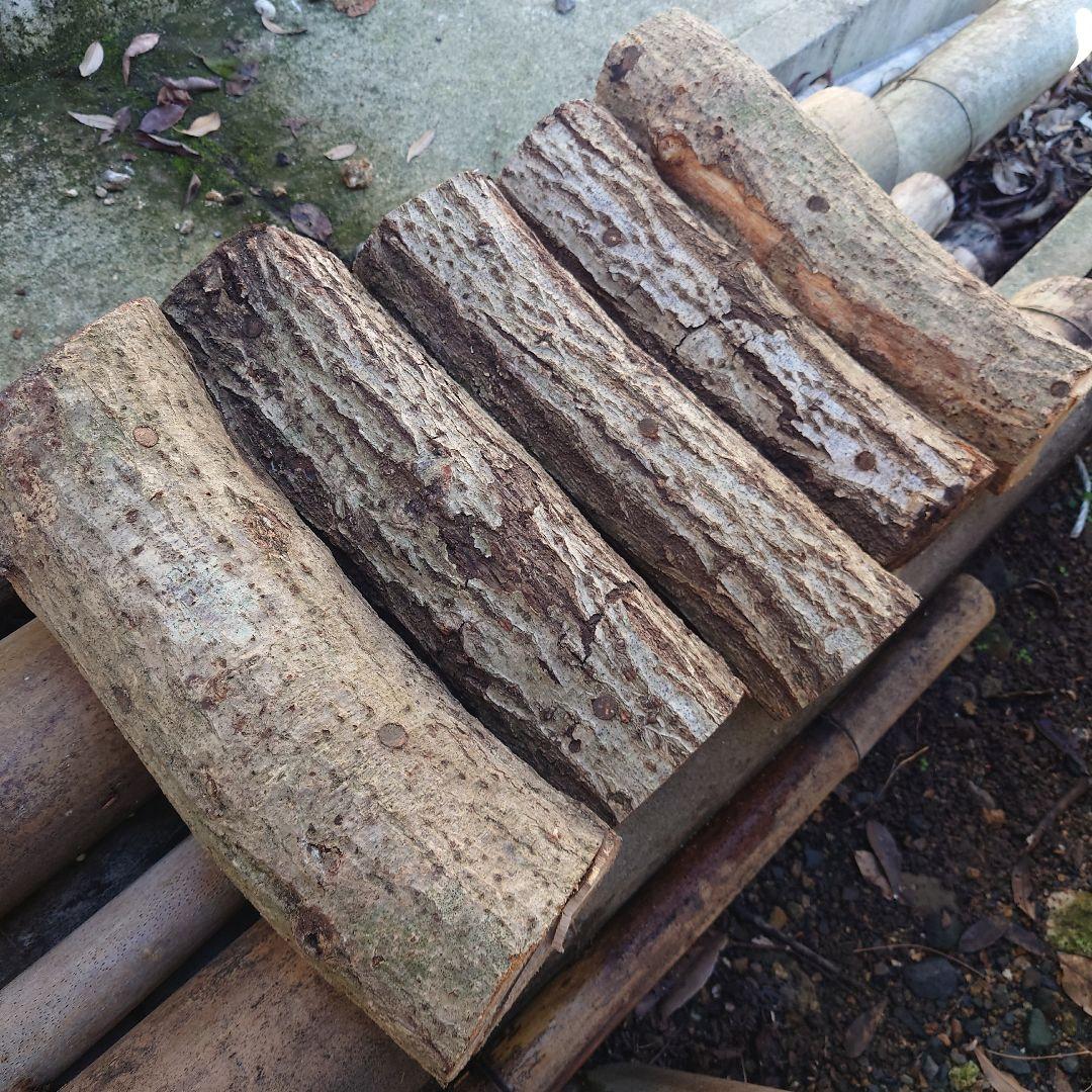 原木栽培　原木椎茸栽培キッド　No.10 大5本