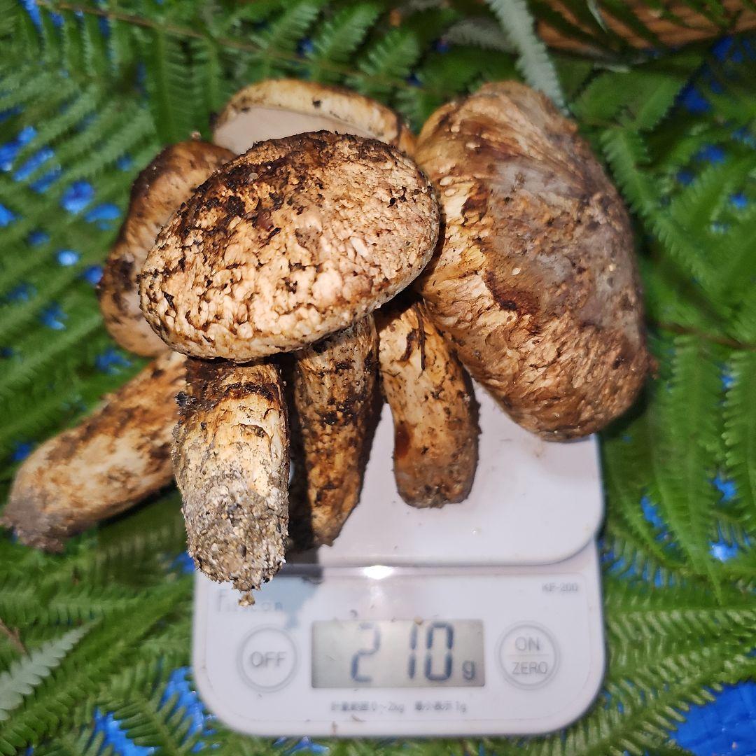 広島県産 松茸 210g