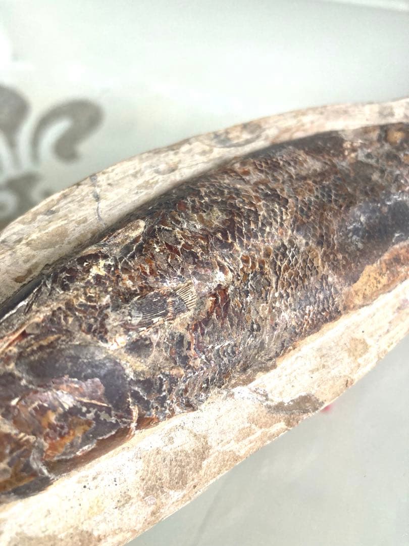 【魚化石 標本 21cm】天然ヴィンテージ｜一点物オブジェ｜アート／インテリア