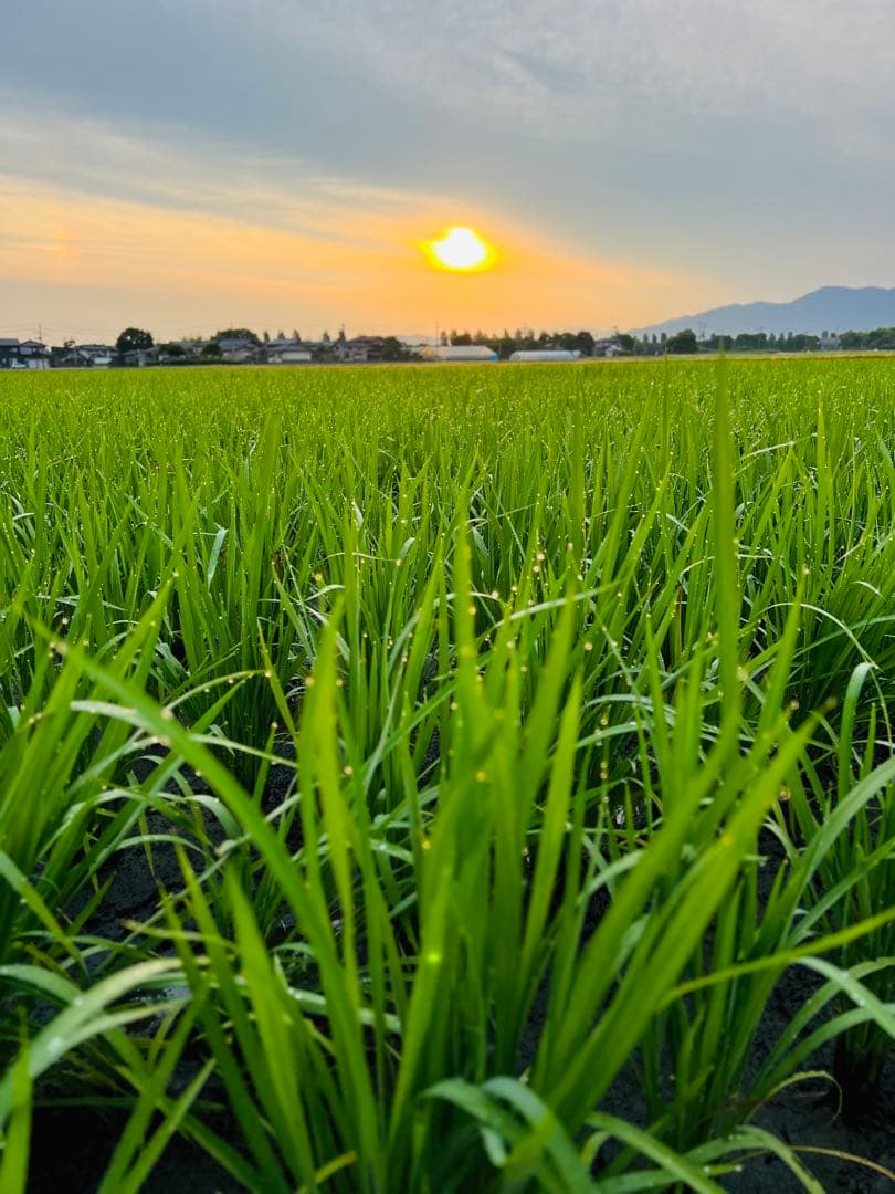 【令和7年産】【一等米】新潟県産従来品種コシヒカリ精米(白米)10kg B②