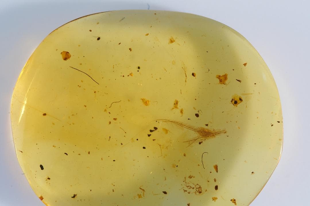 レア極上品 SA0008虫入り琥珀化石　ミャンマーカムティかタナイ9900万年前