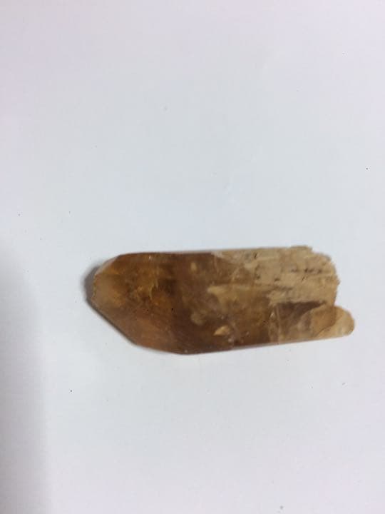 ゴールデンタンビュライト