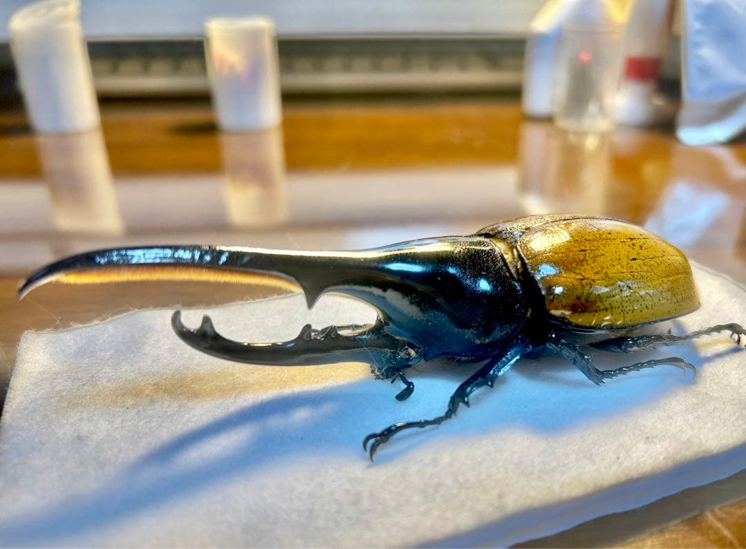 ⭐️⭐️ヘラクレス２亜種♂標本⭐️⭐️