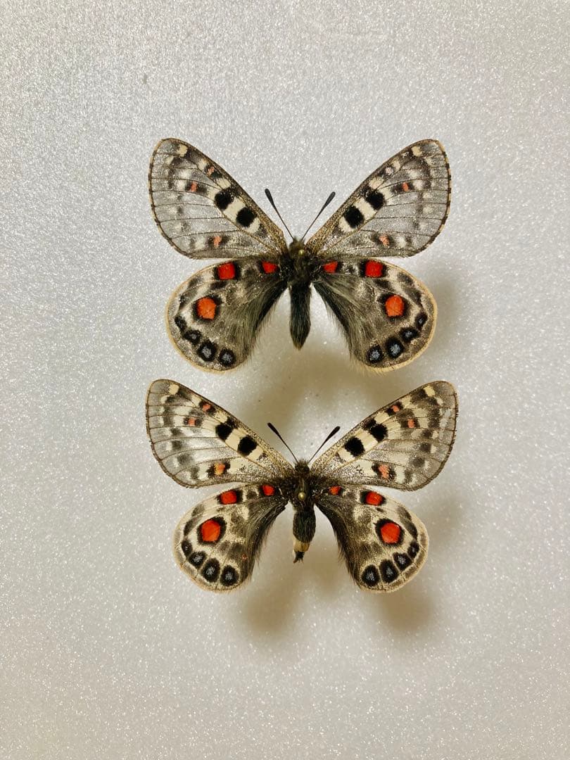 【バラ売り可能】パルナシウス・アッコ・ツライシャニ（1ペア、中国/青海省）