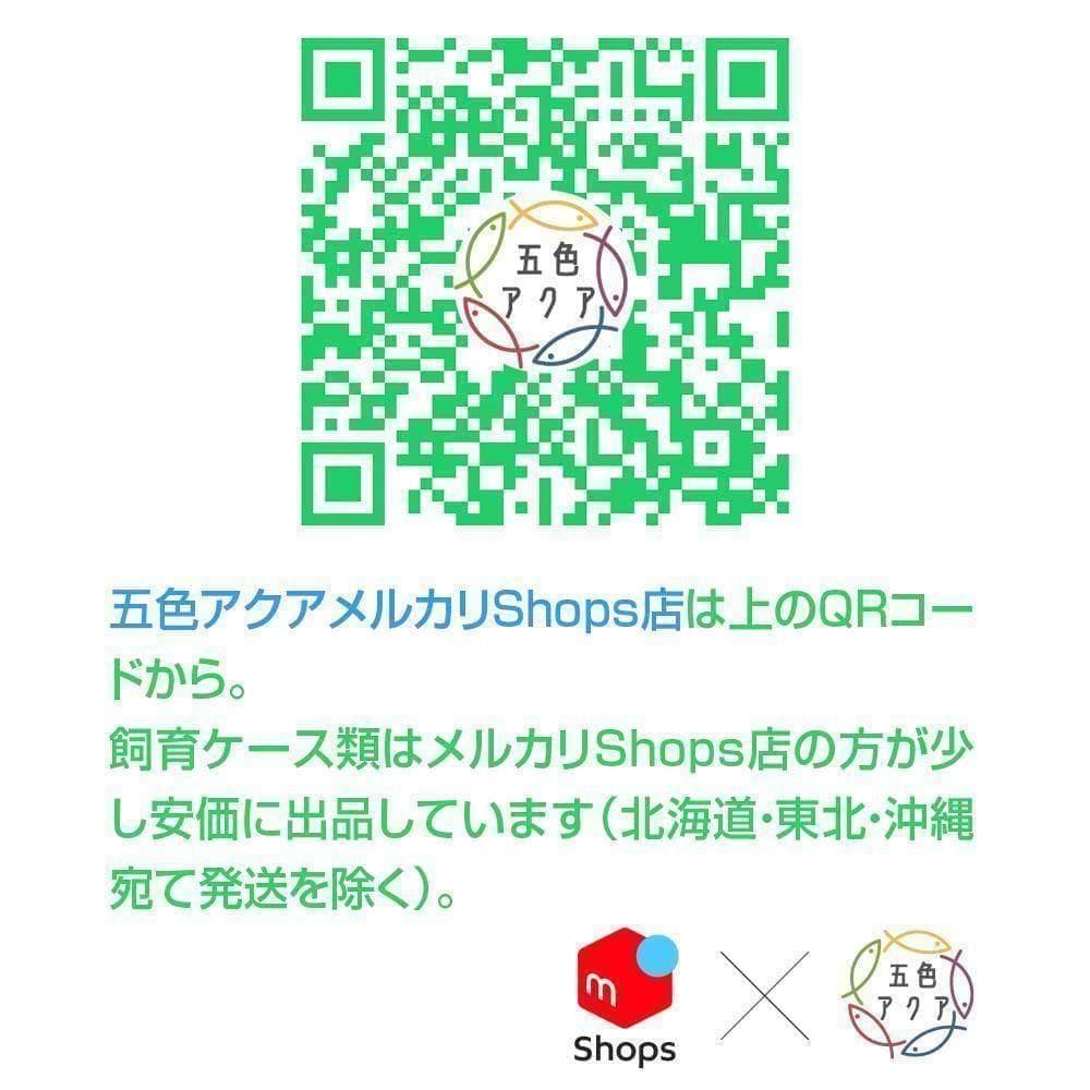 メダカ飼育ケース 75㍑x3個 黒・深緑あり オーバーフロー 金魚飼育容器