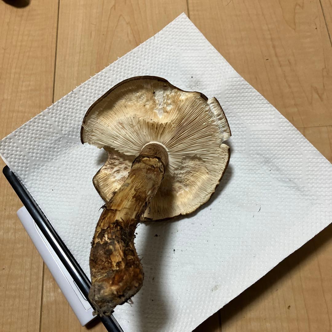 北海道産❗️天然松茸❗️ラスト‼️訳あり❗️430g❗️