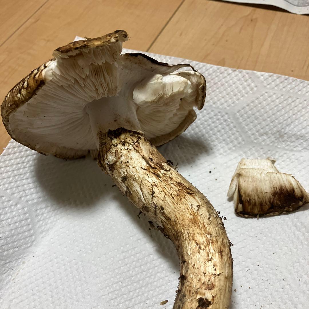 北海道産❗️天然松茸❗️ラスト‼️訳あり❗️430g❗️
