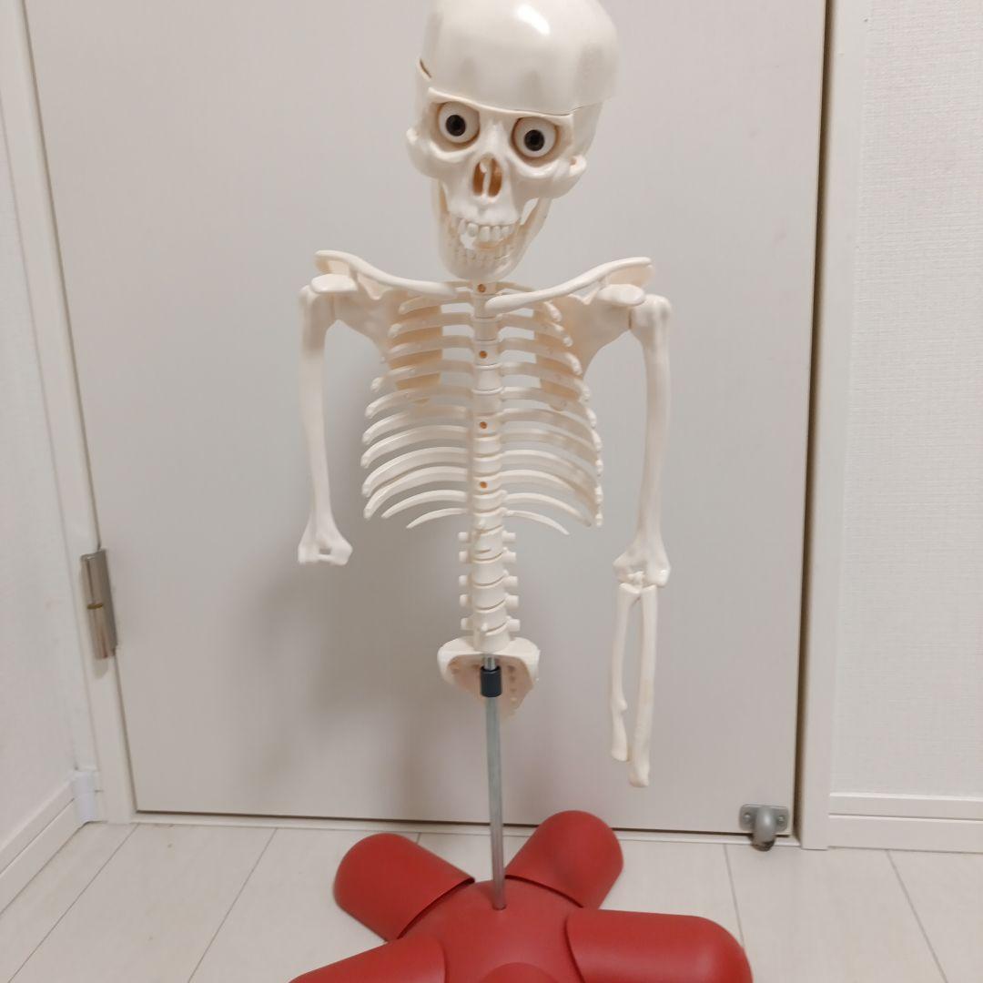 人体模型！部屋に飾ってオシャレになれ！