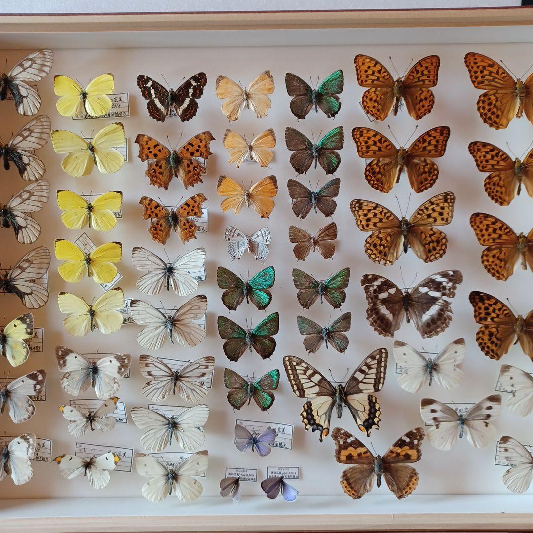 hiro☆　標本箱+蝶標本　中型ドイツ箱2個セット