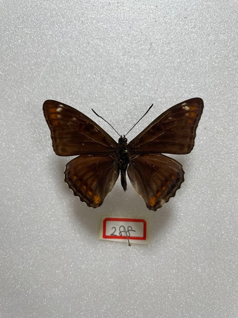 【黒化型】オオイチモンジ（オス、フランス産）