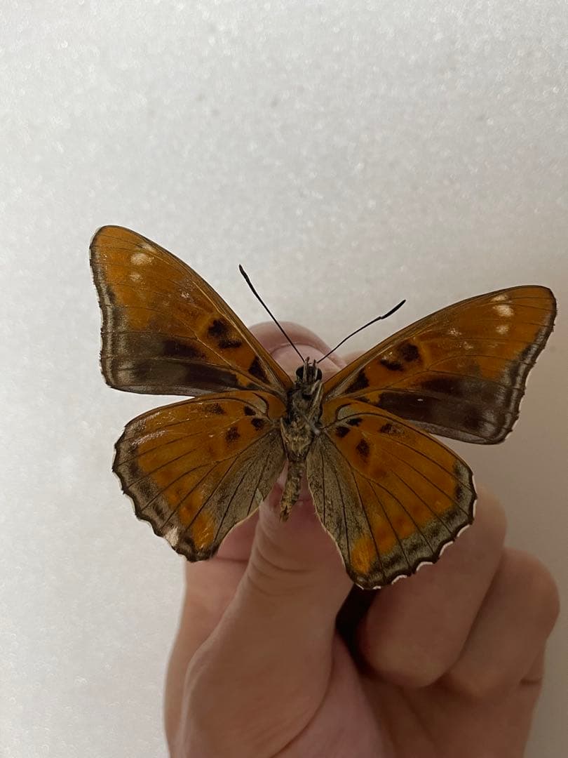 【黒化型】オオイチモンジ（オス、フランス産）