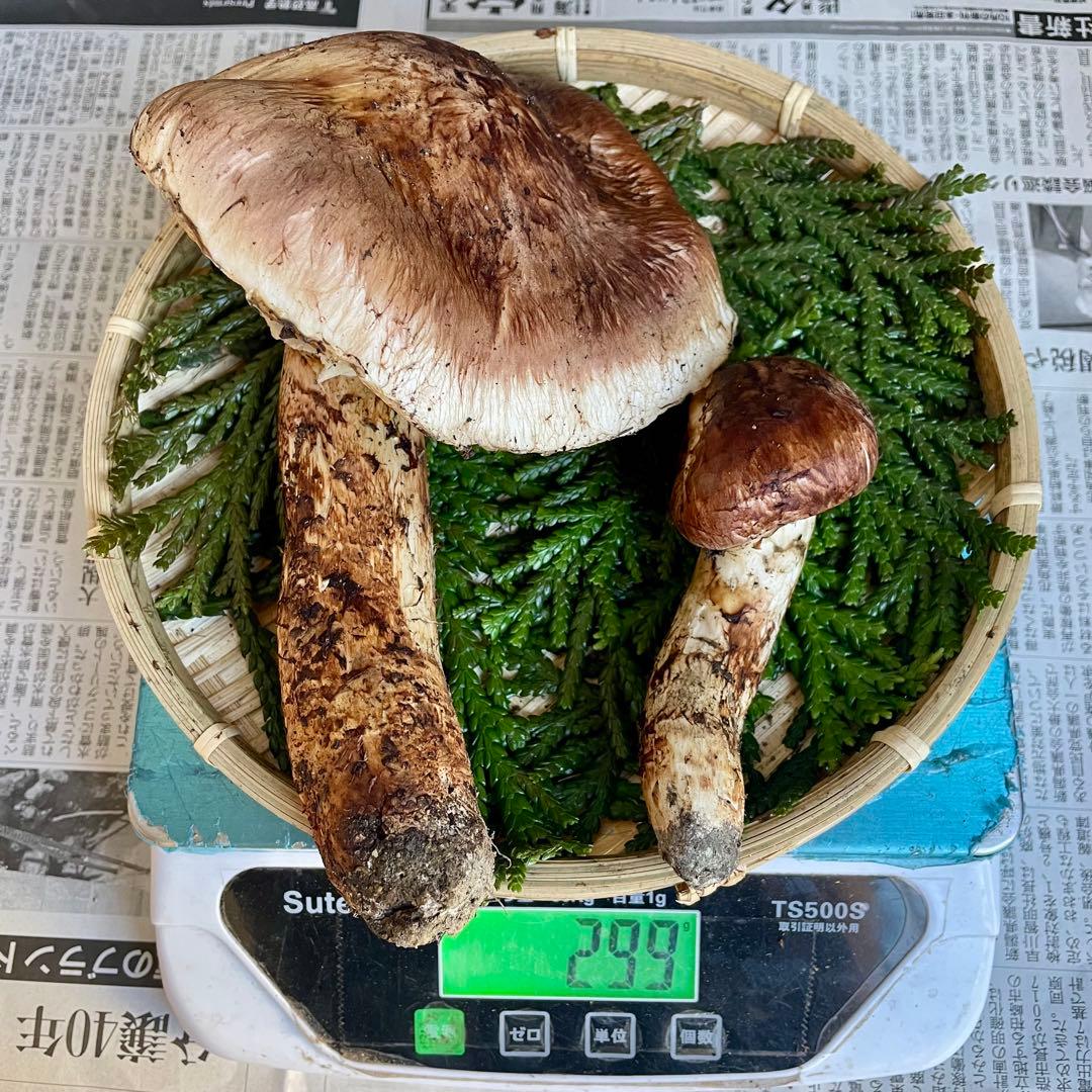 天然きのこ 松茸 国産 マツタケ まつたけ 山形県産 森の凛さん採取 その162